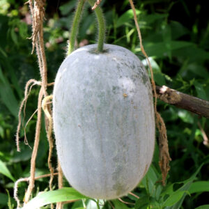 Ash Gourd