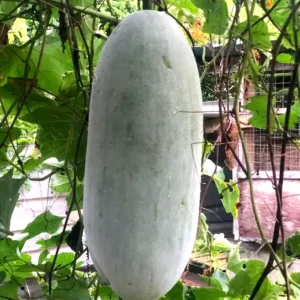 Ash Gourd Thaara