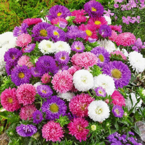 Aster Festival Multi mix