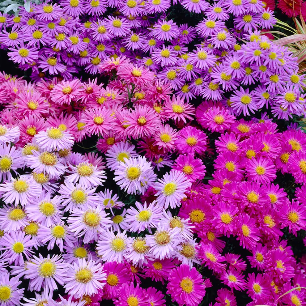 Aster-Jewel-mix.webp Aster Formula Mix