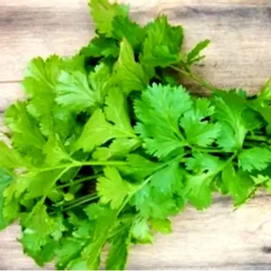 Coriander
