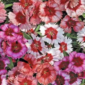 Dianthus Chinese Doll Mix