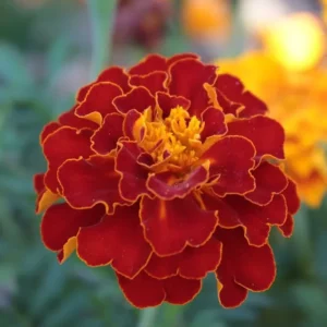French Marigold Maroon