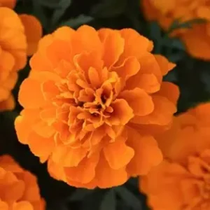 French Marigold Orange