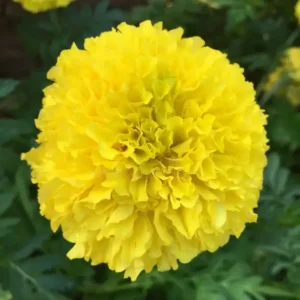 French Marigold Yellow