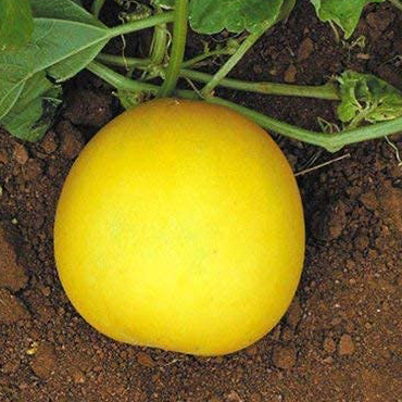 Golden-cucumber.jpg Cucumber Golden Spice