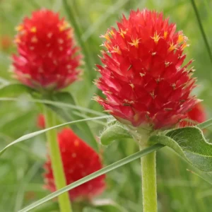 Gompherna Strawberry Red