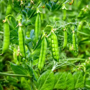 Green Peas