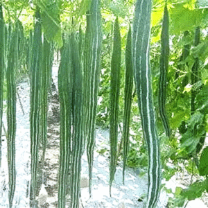 Snake Gourd Green Long