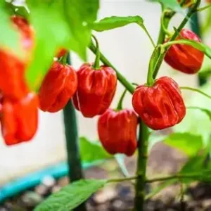 Habanero Chilli Red