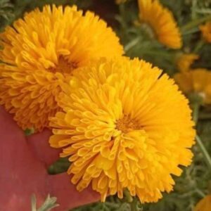 Marigold Bijlee Yellow Moon