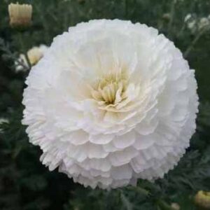 Marigold Bijlee White Moon