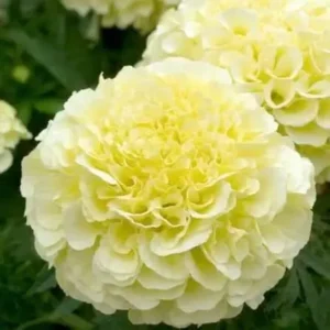 African Marigold vanilla White