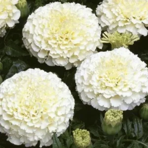 African Marigold White