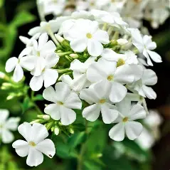 Phlox Beauty White
