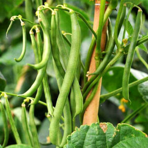 Pole Beans