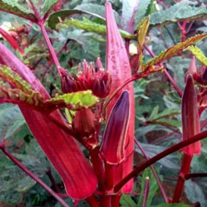 Red Okra