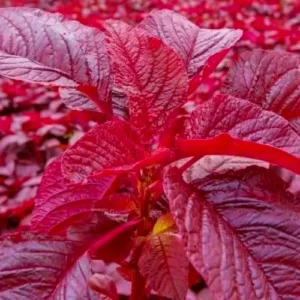 Royal Red Amaranthus