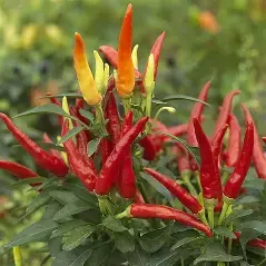 Surajmukhi Chilli