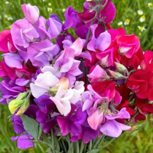 Sweet Pea Mixed Seeds