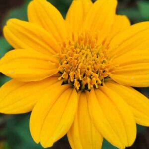 Tithonia Yellow