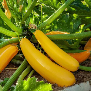 Zucchini Yellow Long
