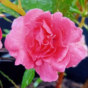 Thailand Balsom Dark Pink