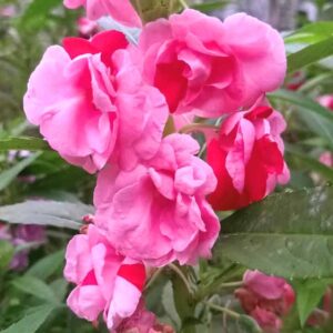 Thailand Balsom Red - Pink