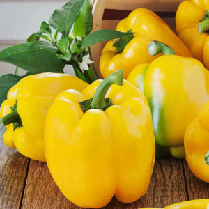 Capsicum Yellow