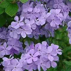 Phlox Beauty Blue