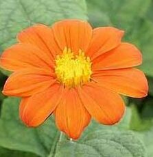 Tithonia Orange