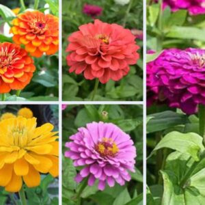 Zinnia 7 Color Mix