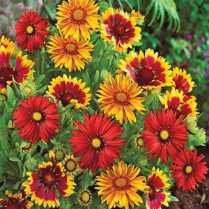 Gaillardia Elegance Mix