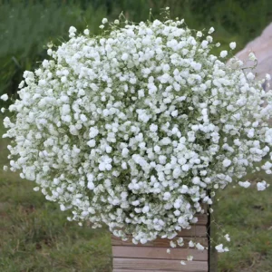 Gypsophila White