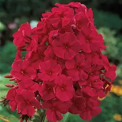 Phlox Beauty Red