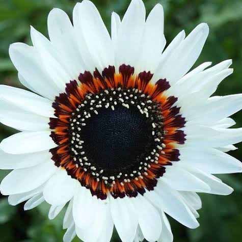 venedium-white.jpeg Venidium White