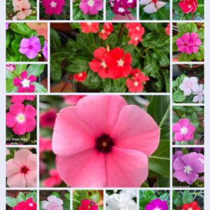 Vinca 22 Colour Mixed Seeds