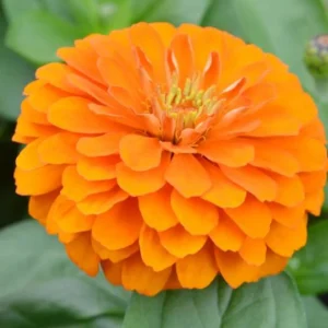 Zinnia Orange