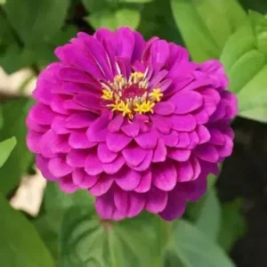 Zinnia Purple