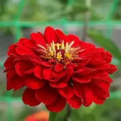 Zinnia Red