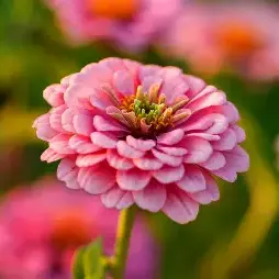 Zinnia Rose